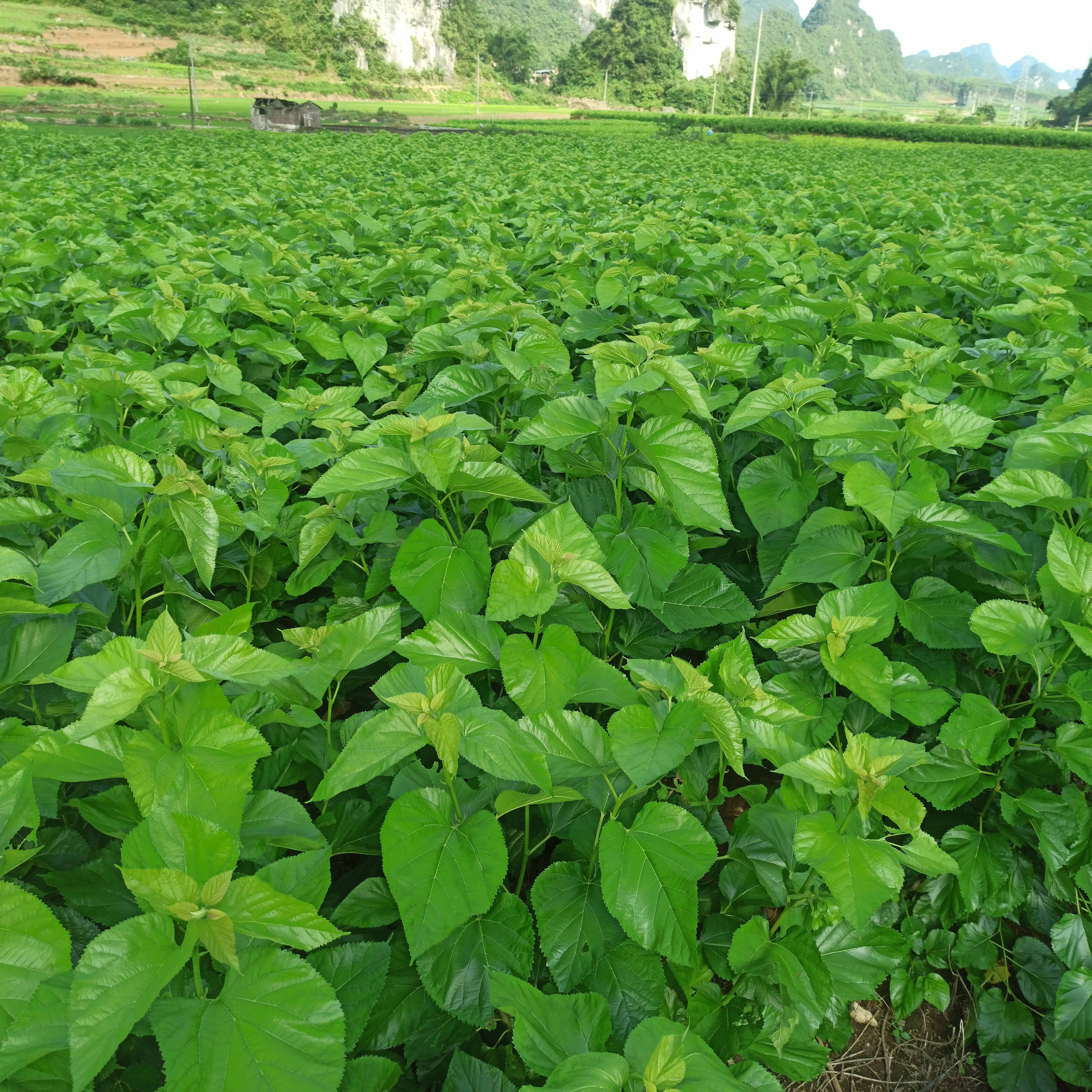 桑叶新鲜嫩12345桑树工具养蚕1斤龄蚕饲料宠物蚕宝宝