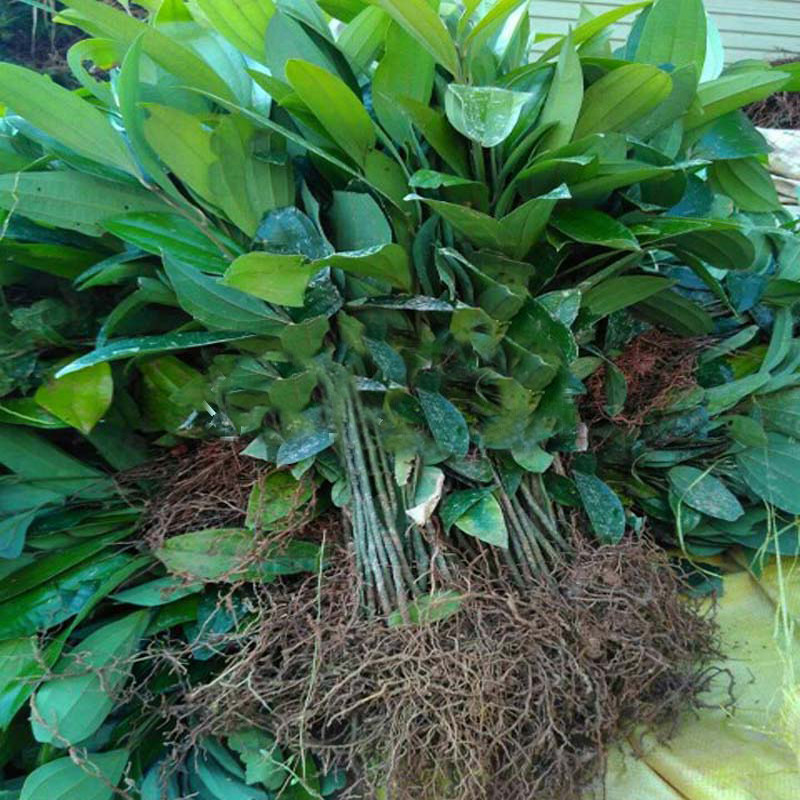 树苗肉桂广西玉桂桂皮制作食用香料调料药用行道树