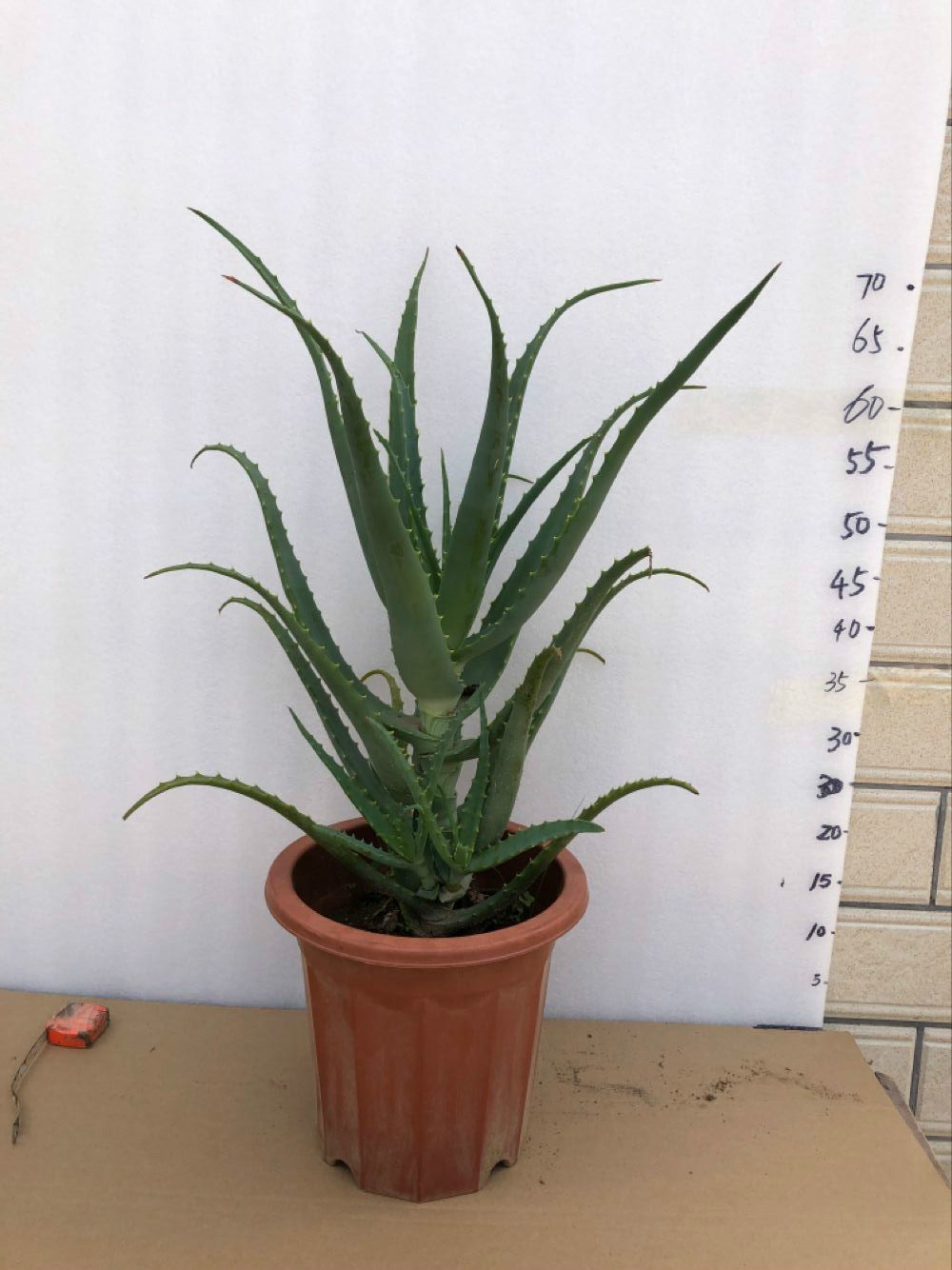 龙爪芦荟盆栽植物木立芦荟根系药用食用美容绿植