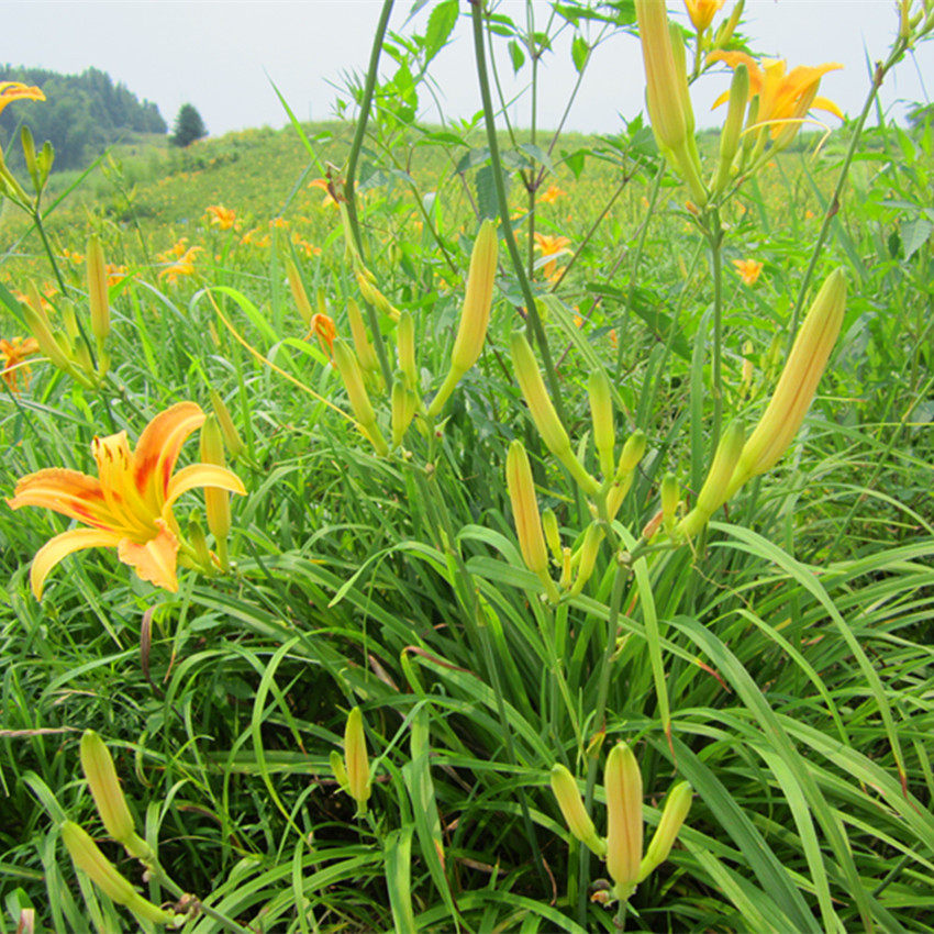 2021年萱草250克针金高山干货金针菜新鲜花菜黄花菜其它干货