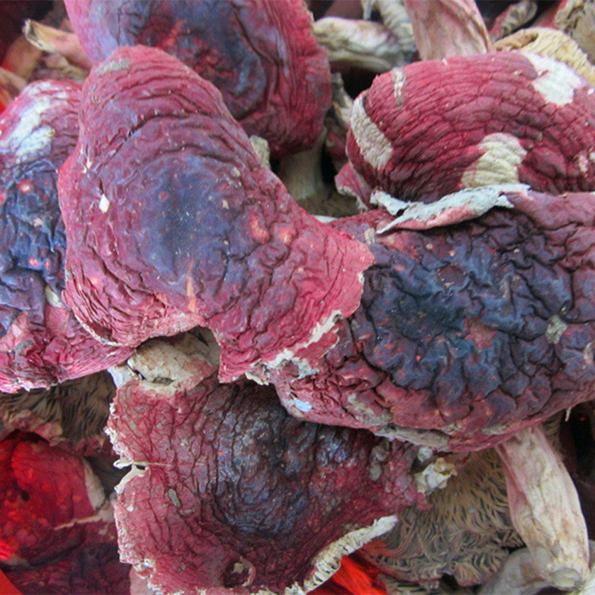 野生生平面红菇开福建三明武夷山红蘑菇农家250克香菇类