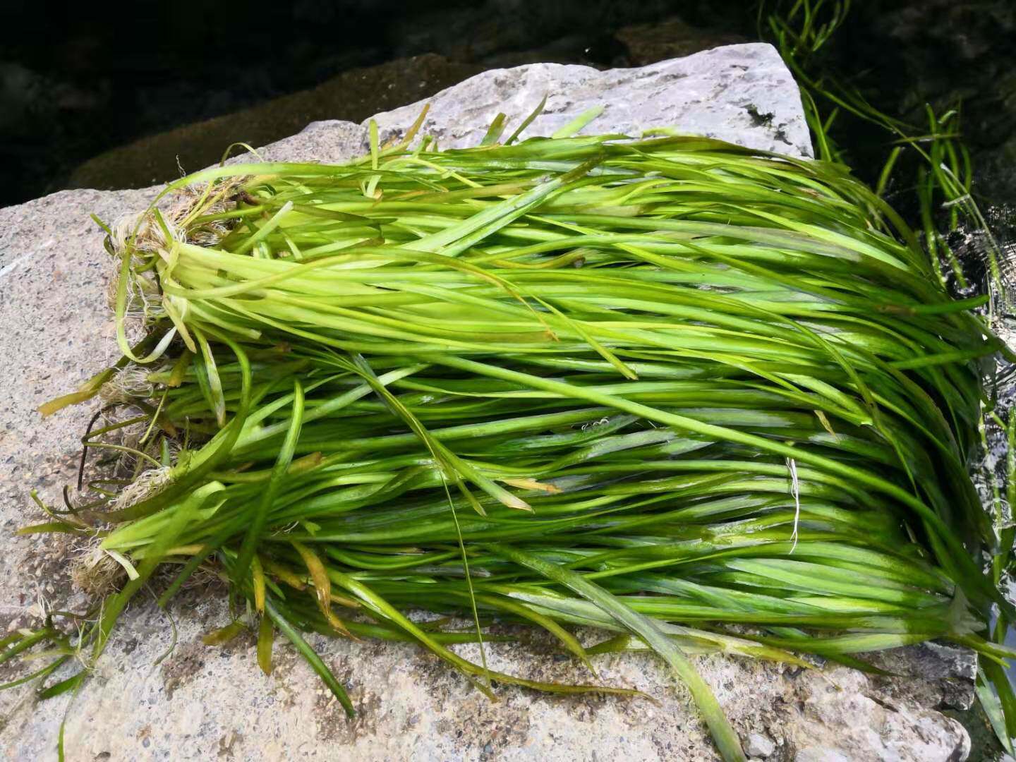 水兰 草缸中前景水草 原生水草 新手开缸莫斯 练手水草 超大水兰