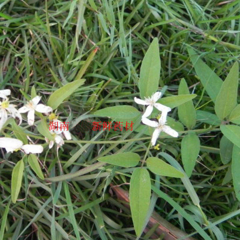 威灵仙苗铜脚仙药药材多年生植物新鲜仙根仙藤叶时令草本花卉