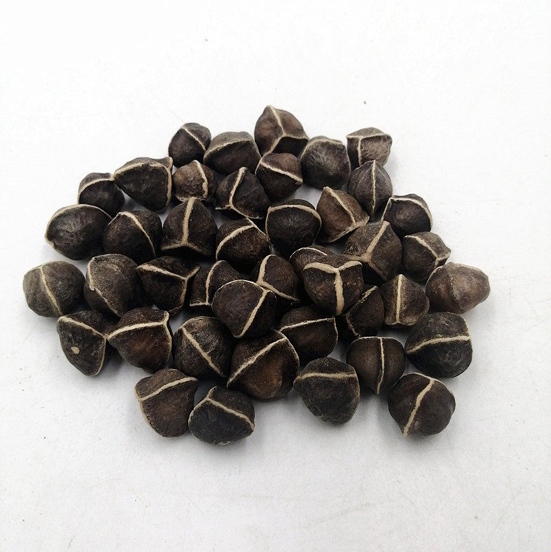 中药材500g辣木功效源自印度食用药用木子店内其他药食同源食品