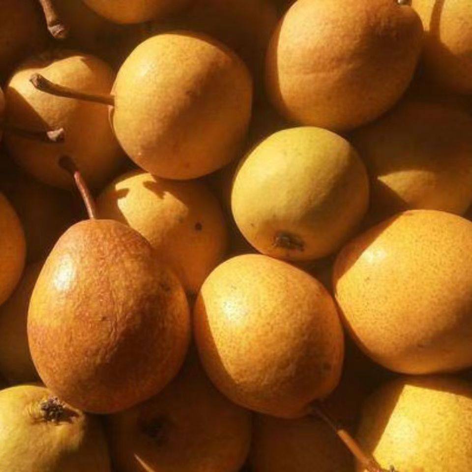 东北正宗酸梨特产冻梨葫芦3斤5斤顺丰包邮软梨