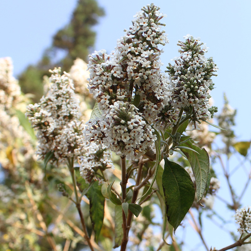 五彩香花粽子饭团大米饭大米彩色花彩密蒙彩米糯米