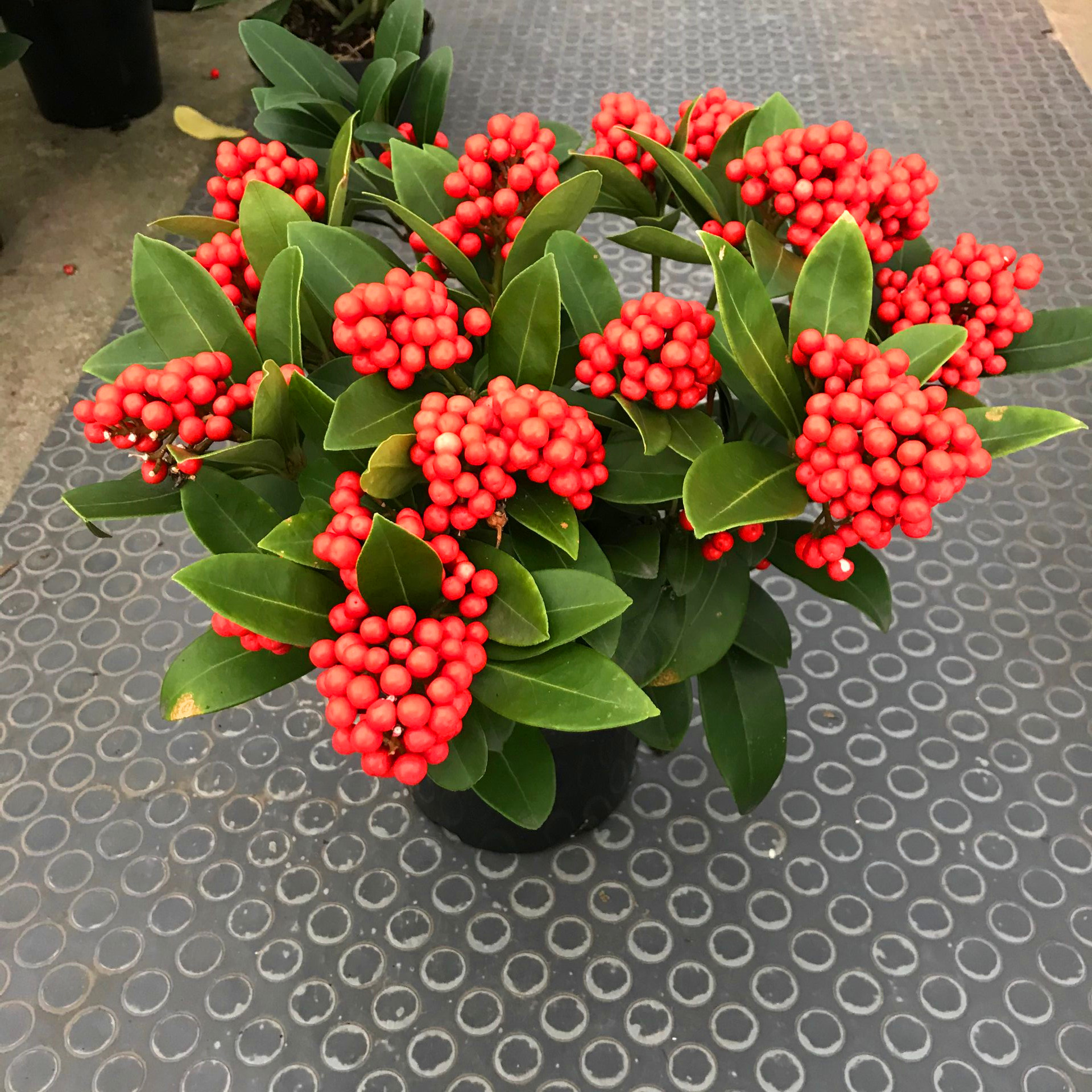 红玉珠小花苗花卉盆栽室内观植物红果茵芋紫玉绿植