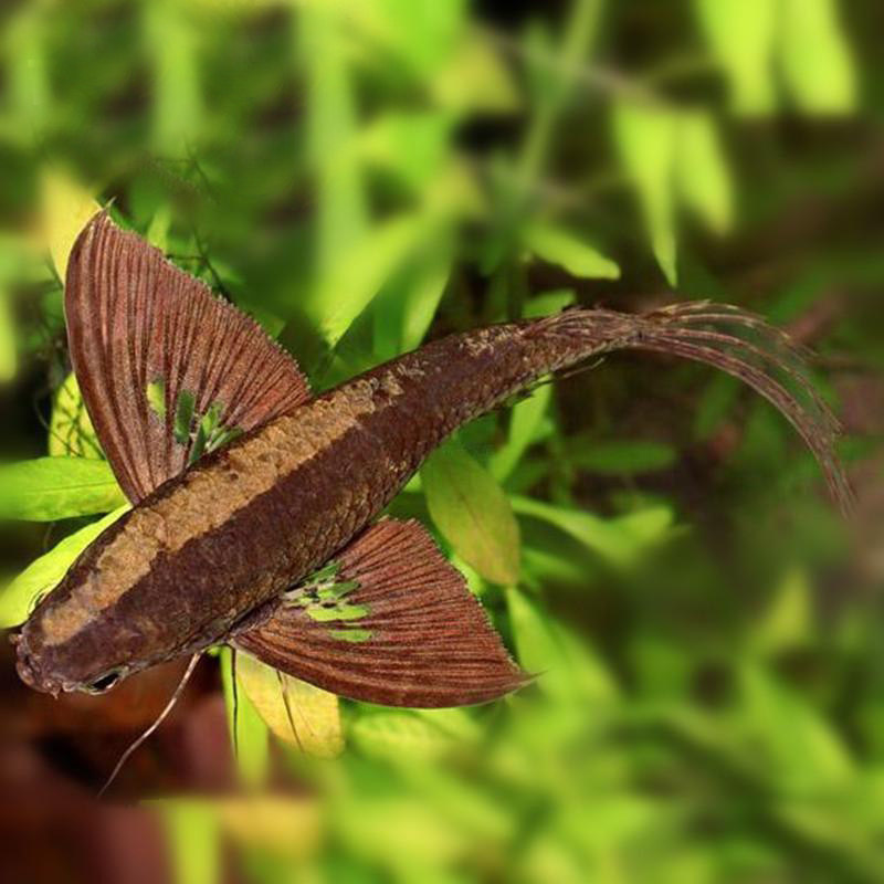 古代蝴蝶鱼活体小型观赏淡水鱼热带鱼上层水族鱼