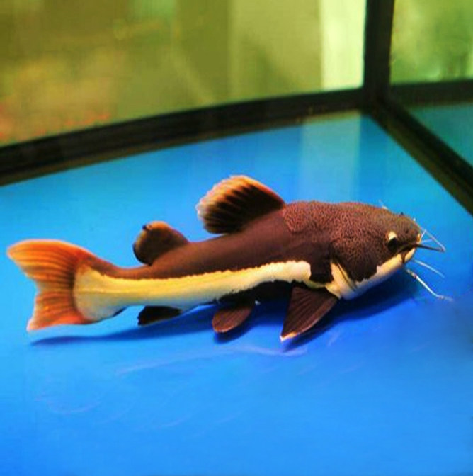 中大型鱼热带鱼观赏鱼红尾招财猫鱼宠物鱼 招财猫活体鱼活体