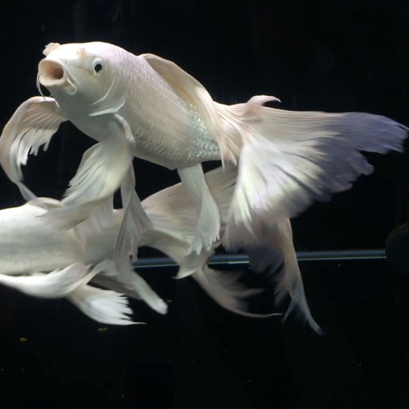 蝴蝶活体台湾贵妃石膏白大七鳍圆头大绣球包邮鱼