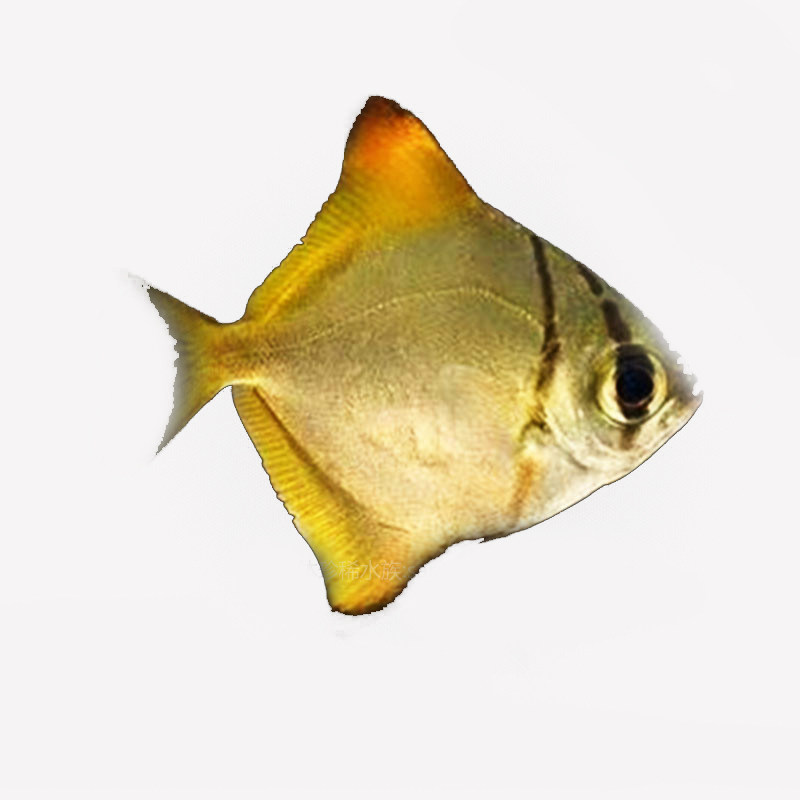黄旗黄鳍鲳昌鱼斯里兰卡鲳鱼大眼单指活体观赏鱼鱼