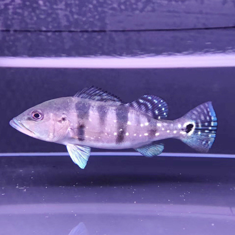 蓝帆西亚观赏鱼七间马横带霹雳巴西三间皇冠眼斑鱼