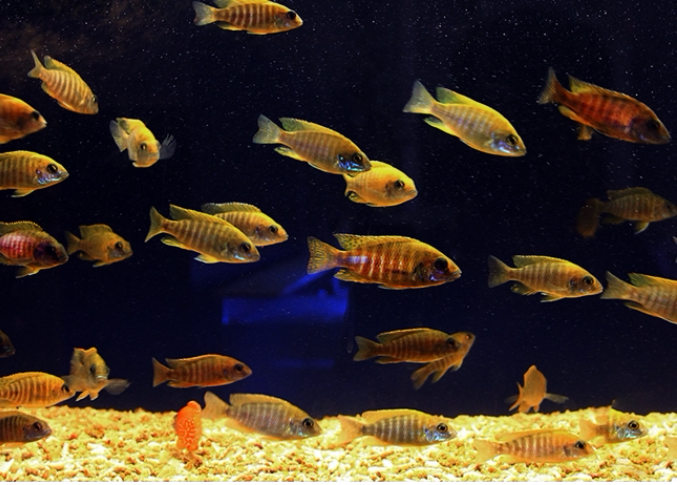 入门热带观赏鱼小型三湖慈鲷非洲王子阿里阿里雪鱼