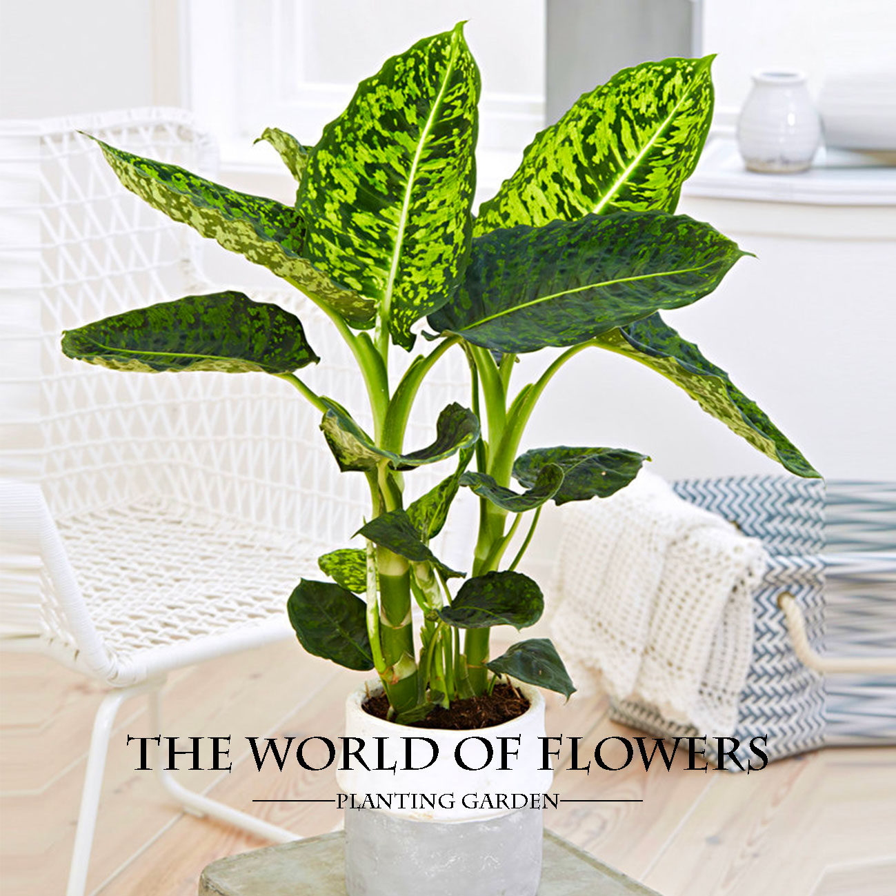 荷兰叶趣味顺丰植物趣味室内观进口绿植荧光迷彩绿植