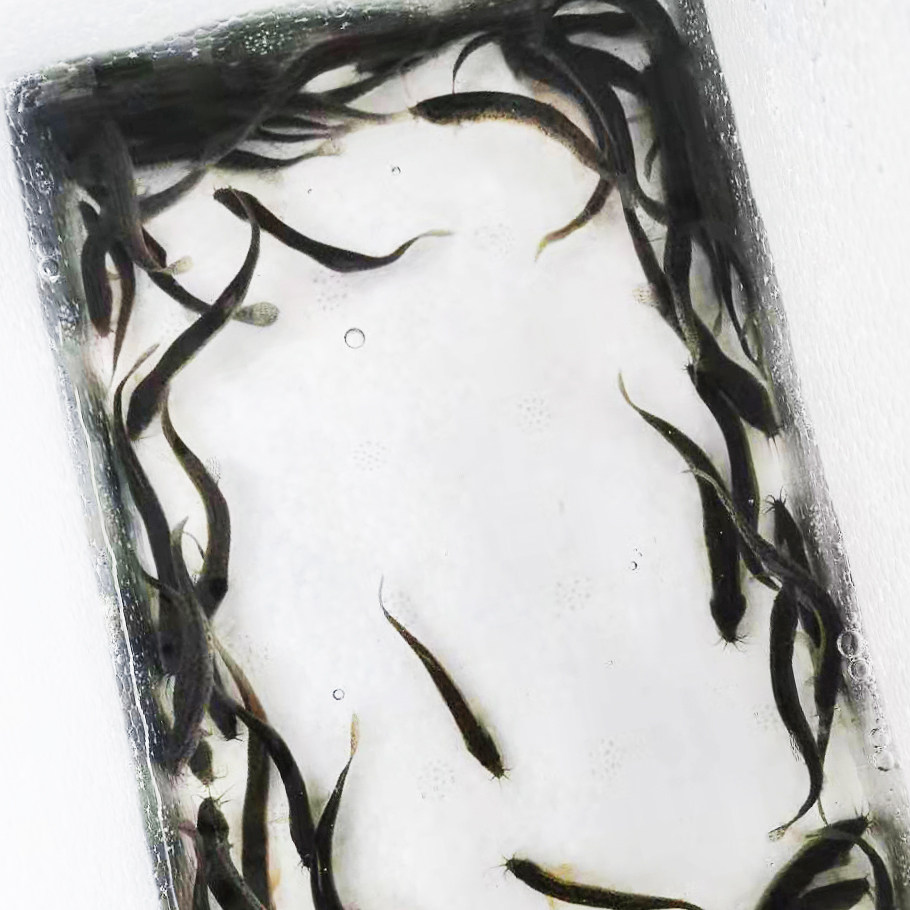 台湾小泥鳅苗 新鲜幼苗 台鳅寸苗 青鳅苗 活体放生宠物鱼饲料