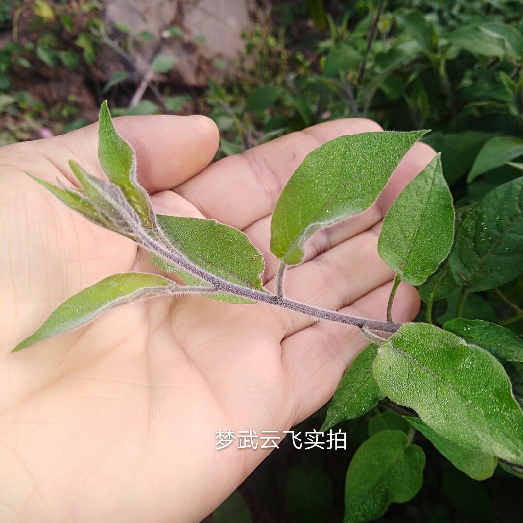 四川深山新鲜现采药材白毛藤白英天灯笼胡毛藤其他药食同源食品