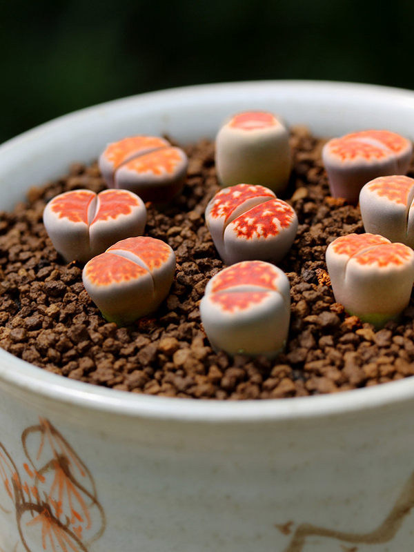 生石永盛园艺多肉植物新款花红窗玉多肉植物