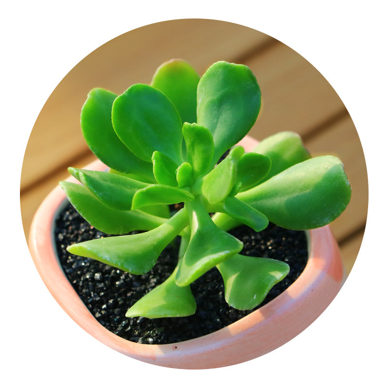 植物永盛园艺多新款达摩宝珠室内多肉萌肉花卉多肉植物