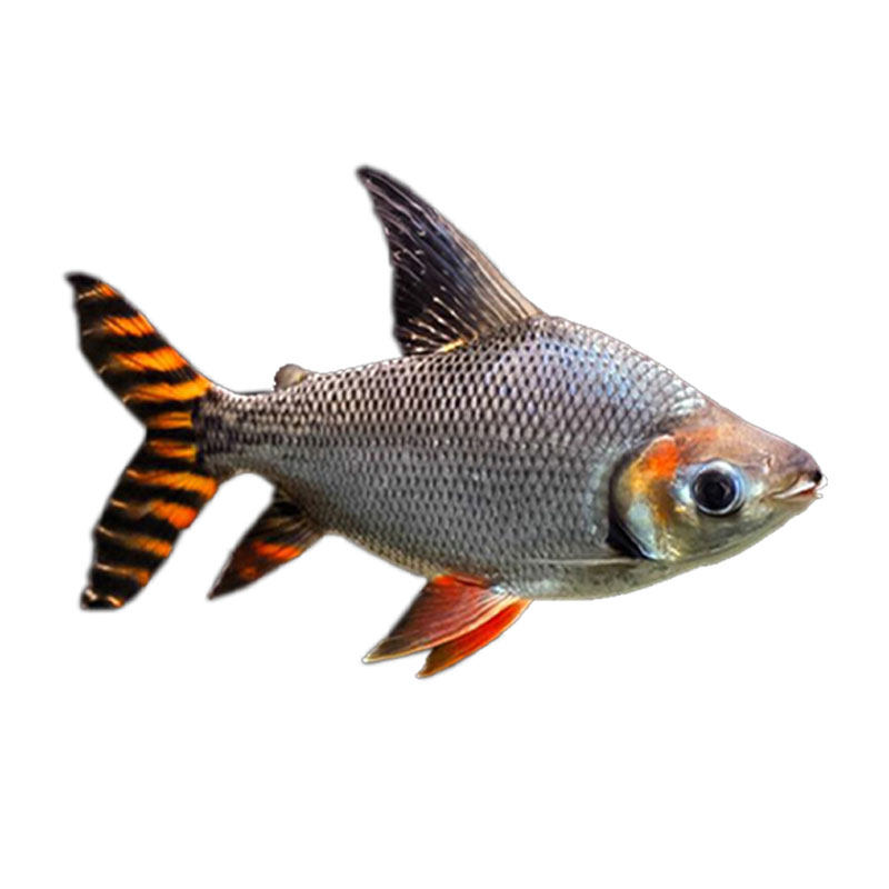 中大型热带鱼观赏鱼淡水鱼飞凤鱼龙虎鱼专配纹飞凤鱼鱼