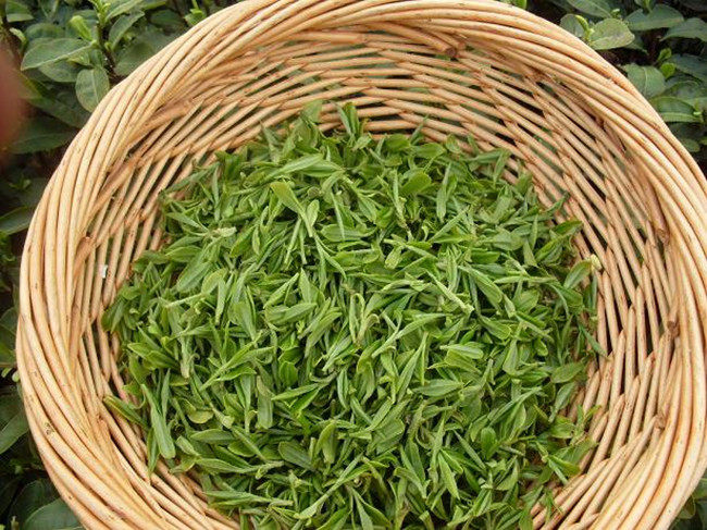 树苗四明明龙尖雀瀑布茗茶西湖龙井茶苗茶茶叶绿植