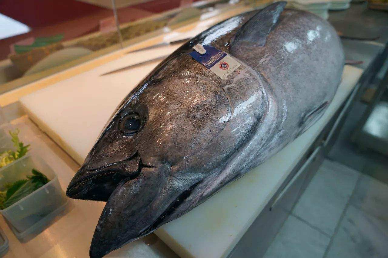 冰鲜冷冻深海海钓蓝旗金枪鱼整条40-200斤吞拿鱼鲔金枪鱼