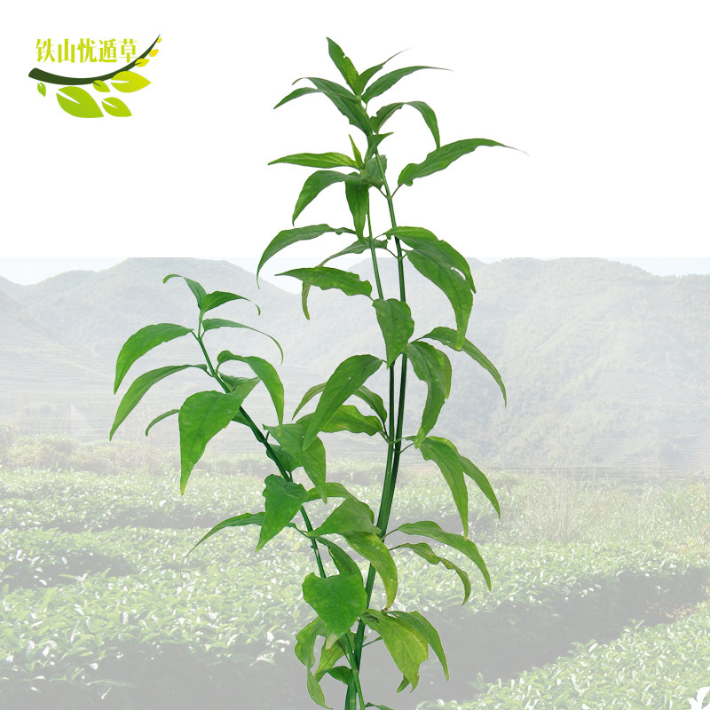 铁山忧遁草苗优顿优盾草优遁草循黎王草鳄嘴花绿植