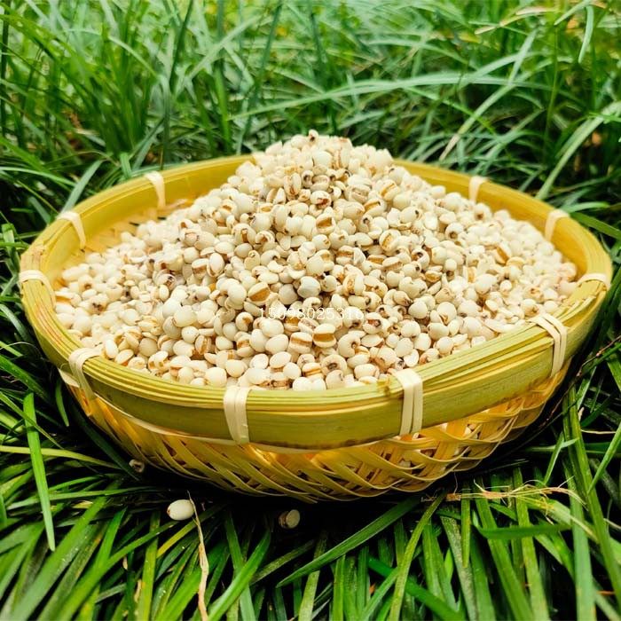 湖北蕲春泗流山新鲜小薏米仁小糯薏米小粒苡仁五谷粗杂粮粥祛湿