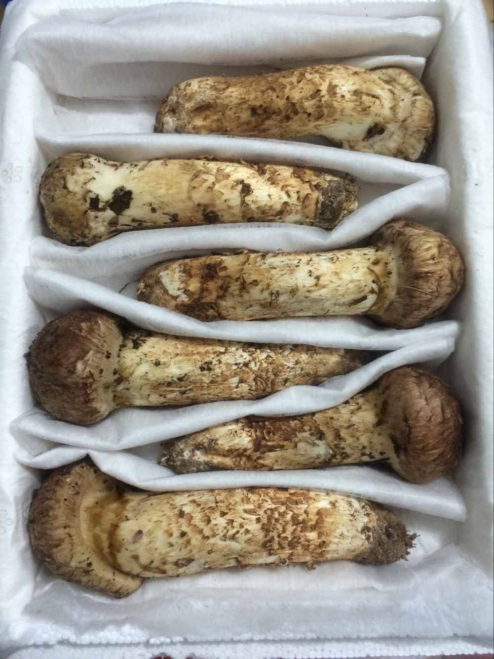 新鲜松茸骨朵食用野生四川云南头鸡2份包邮新鲜松茸