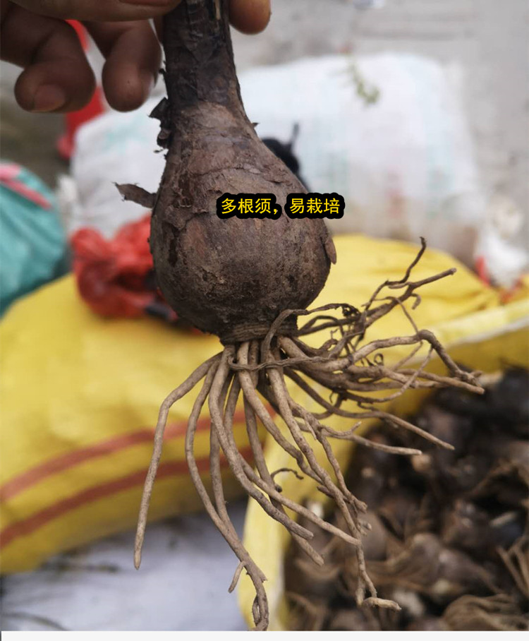 湘西野生石蒜中药材老鸦蒜种植苗乌黄花石蒜根球彼岸花种苗新鲜