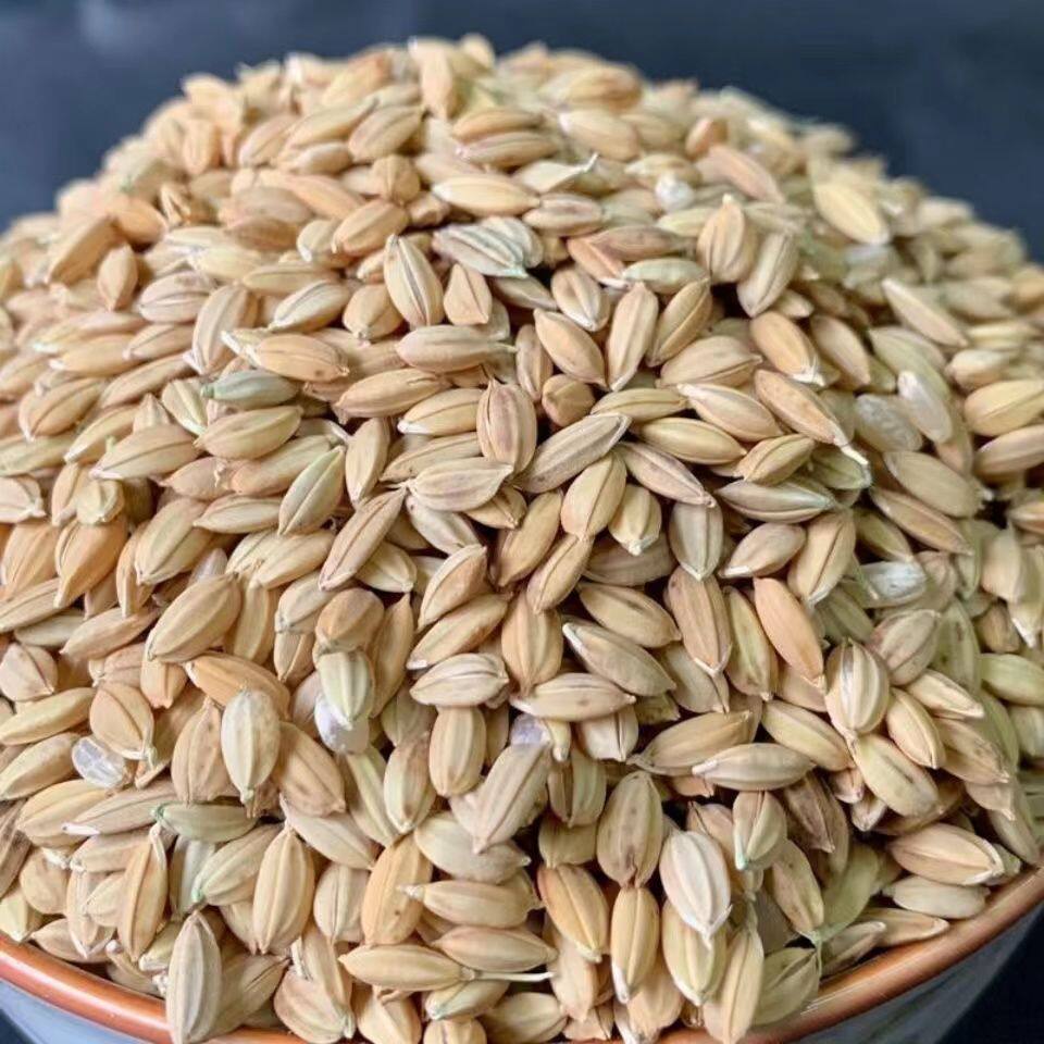 10斤带壳谷子东北水稻稻谷粮食杂粮喂鸡鸭鹅鸟食