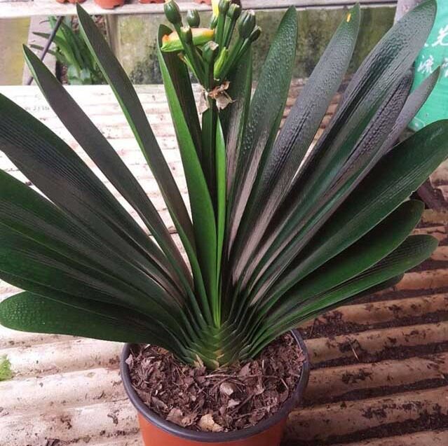 精品品立板大棵君子兰盆栽四季观赏客厅好养带盆时令草本花卉