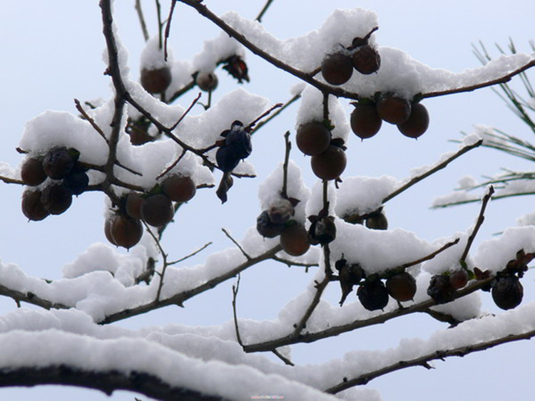 黑枣特级大乌野生免洗药用无核5斤柿饼