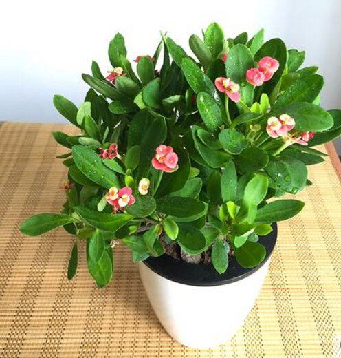 精品办公室小植物迷你盆栽虎刺梅铁海棠四季开花净化空气