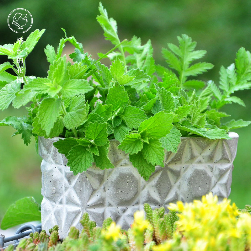 塔莎的花园 柠檬香蜂草驱蚊草阳台庭院花苗植物净化空气盆栽