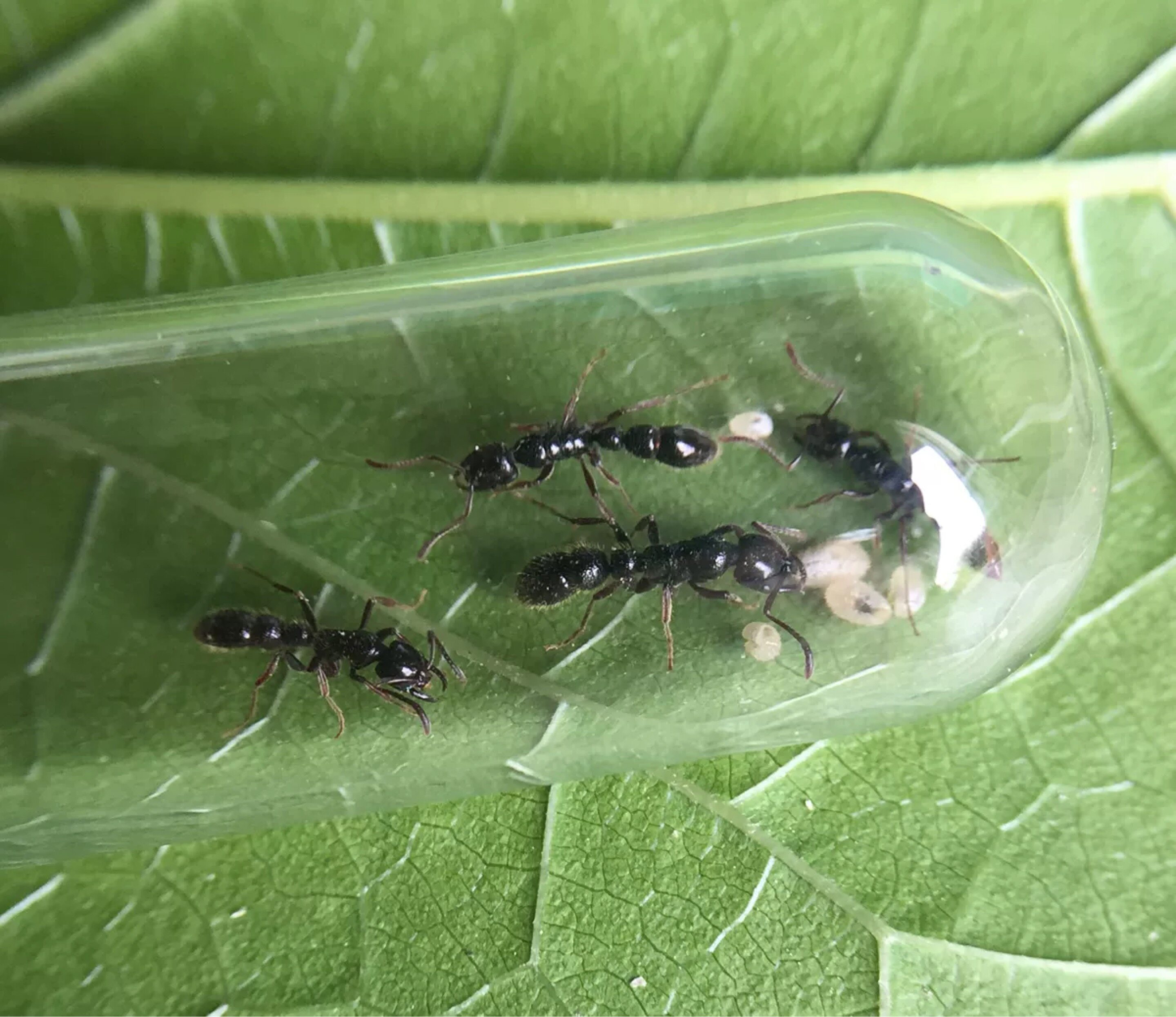 蚂蚁头小眼猛宠物活体科普教育稀有年底清仓蚂蚁