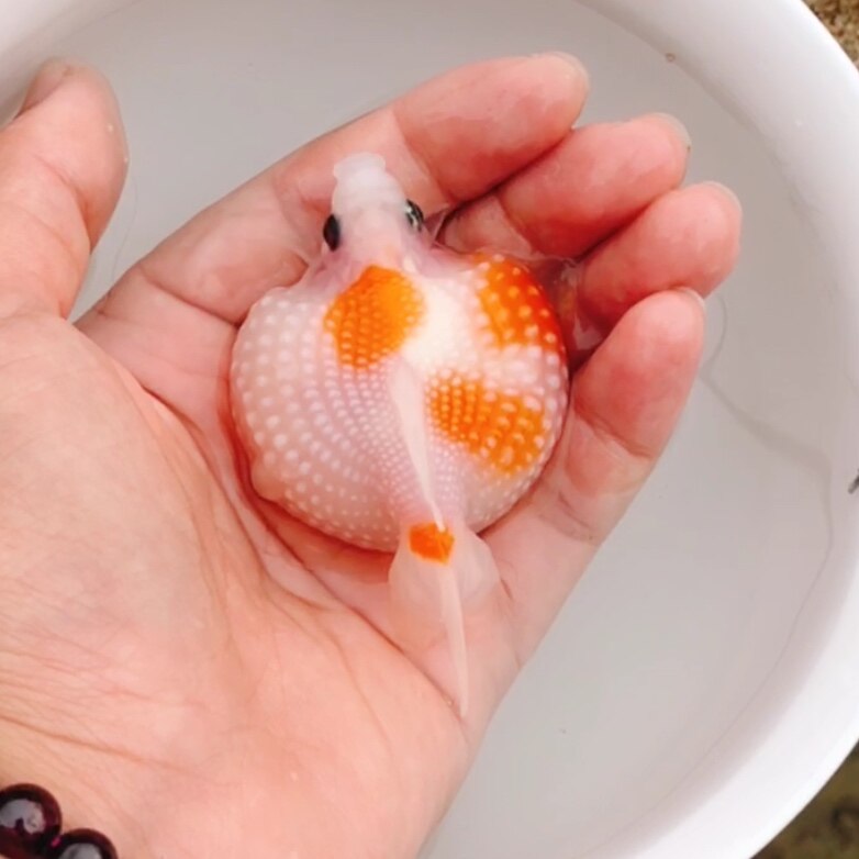 珍珠精品鼠头五花红白白珍珠大肚子金鱼活体包活鱼