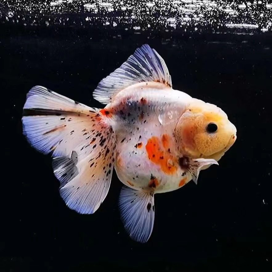 泰狮百褶裙苗原精品红白黑泰菠萝兰寿金鱼冷水鱼