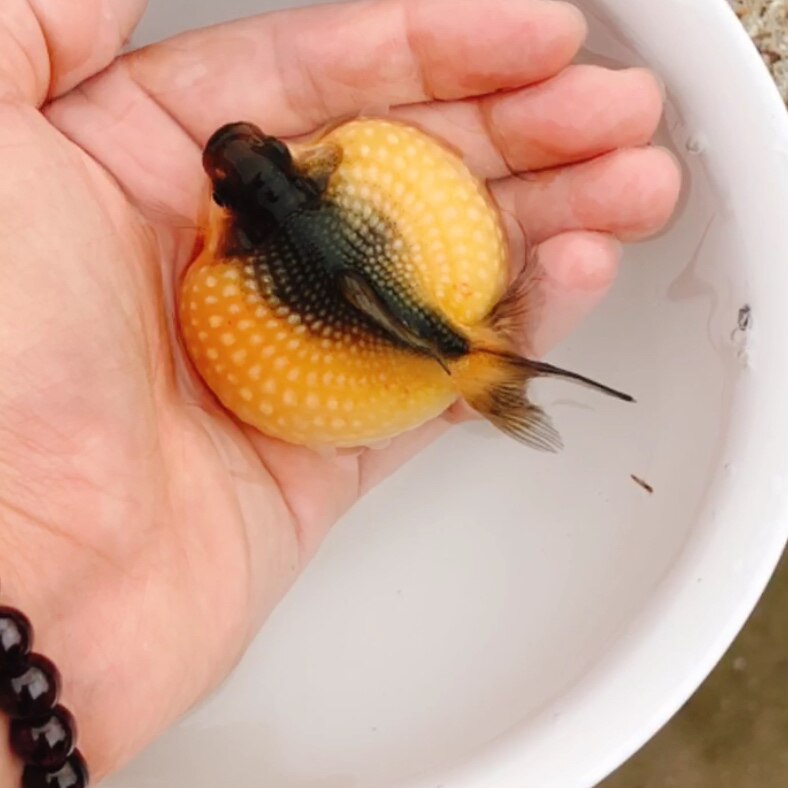 珍珠精品鼠头五花红白白珍珠大肚子金鱼活体包活鱼