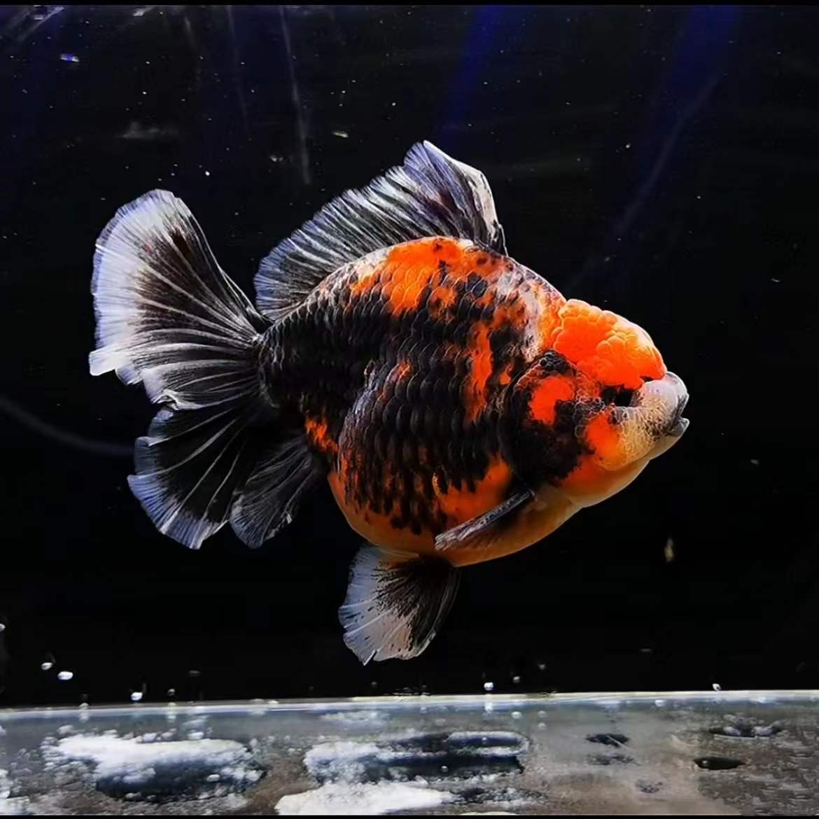 泰狮百褶金鱼红白五花菠萝进口f1麒麟樱花鱼