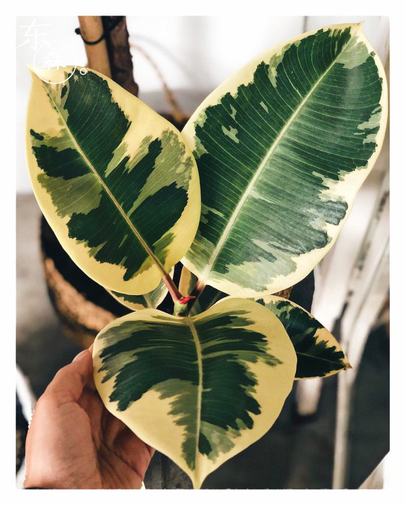 国外欧美网红植物 花叶金刚橡皮树可美化客厅 喜光照椭圆形互生叶