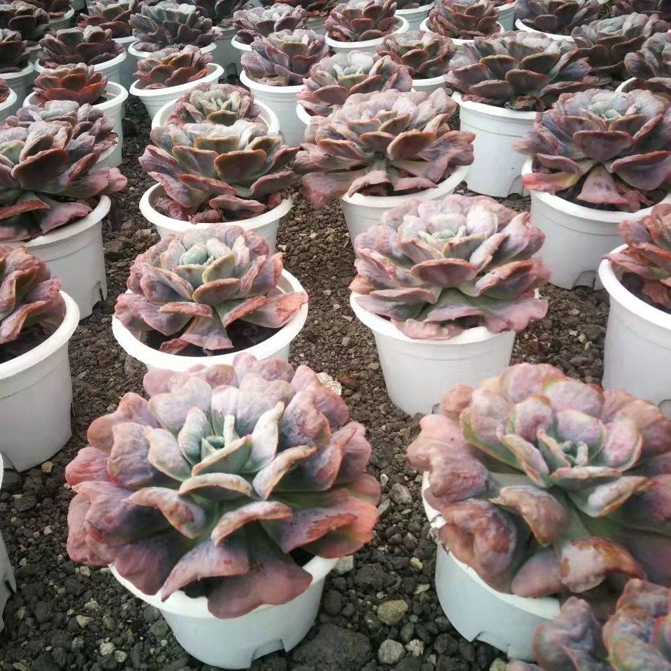 心之月35cm单头多肉植物精品肉肉绿植盆景阳台多肉植物