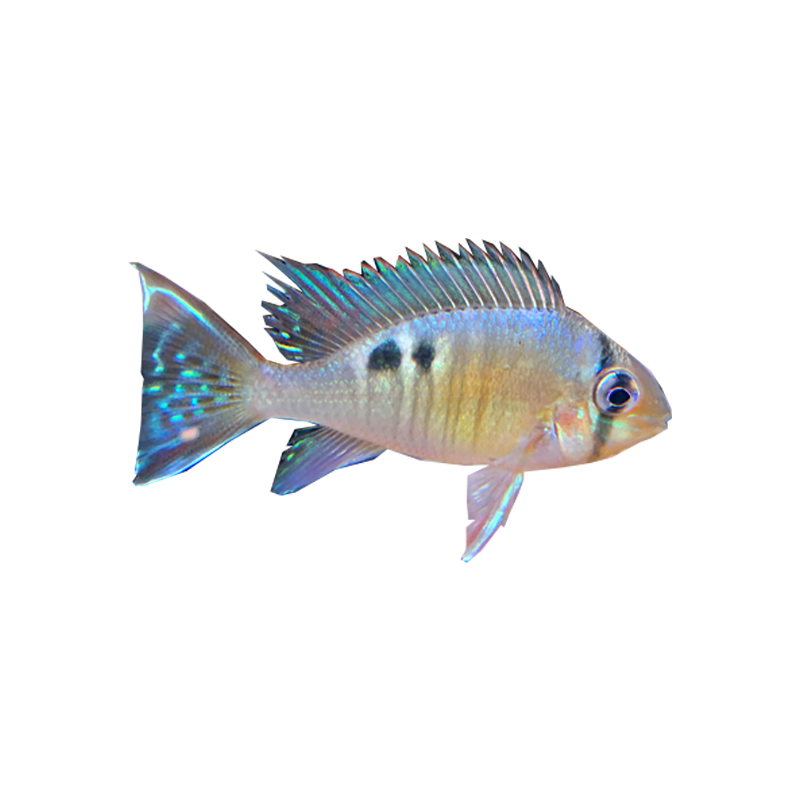 南美热带观赏鱼活体淡水鱼野生月亮鱼秘鲁圣塔伦黄鱼