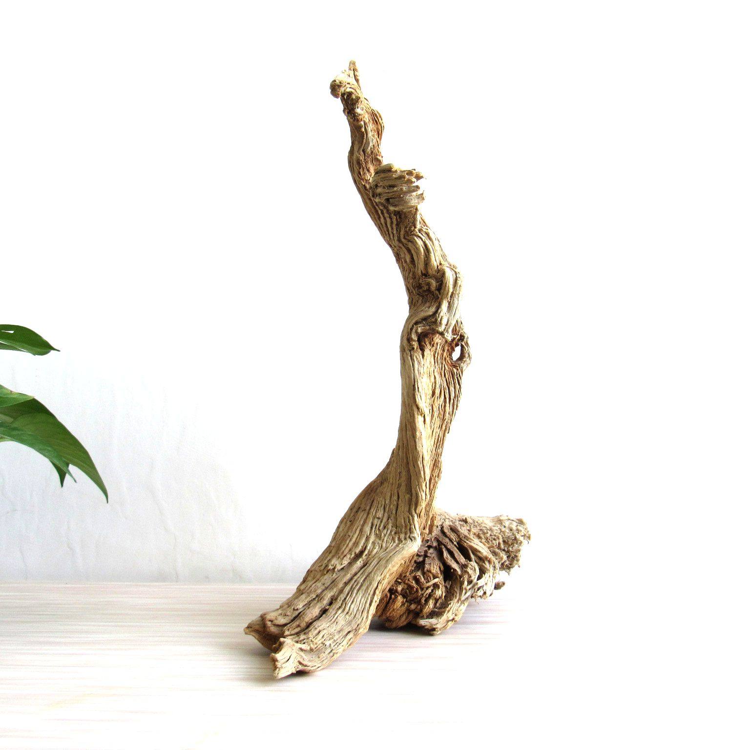 天然创意千年胡杨枯木风化木随摆件古树古木摆件