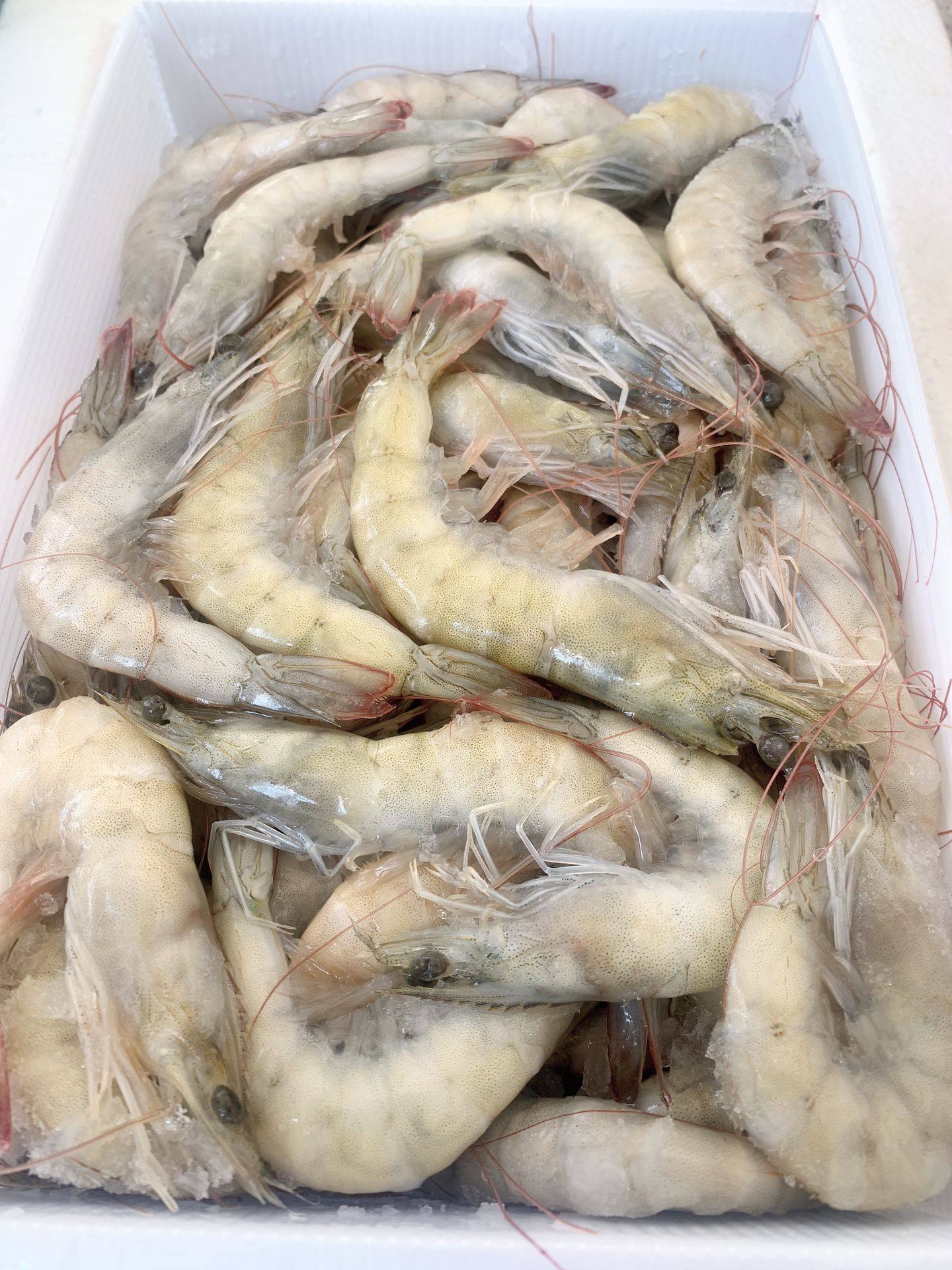 基围海虾活虾大虾鲜活海鲜水产鲜虾新鲜冷冻冻虾