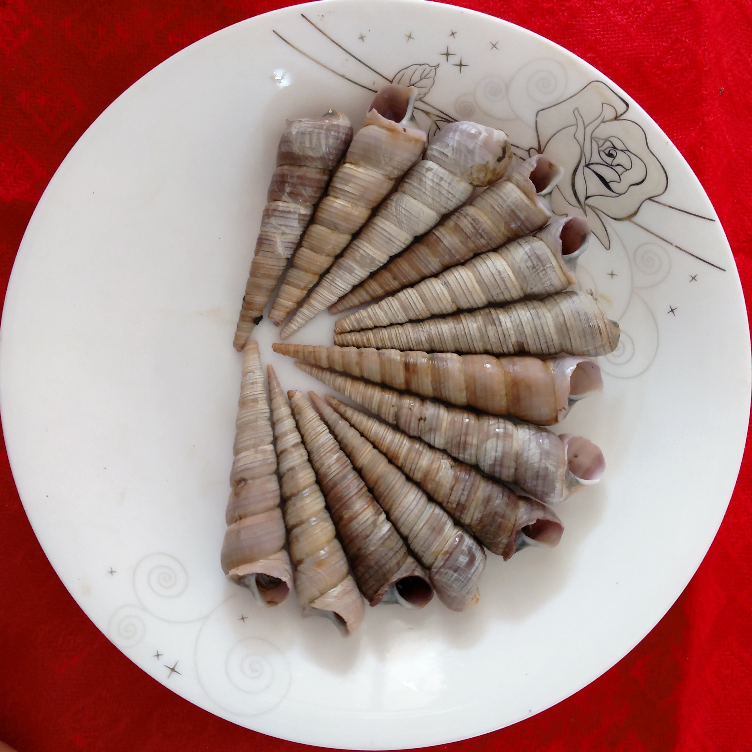 钉螺鲜活批发海鲜水产贝类新鲜钉螺野生海螺丝不去尾钉3元/250克