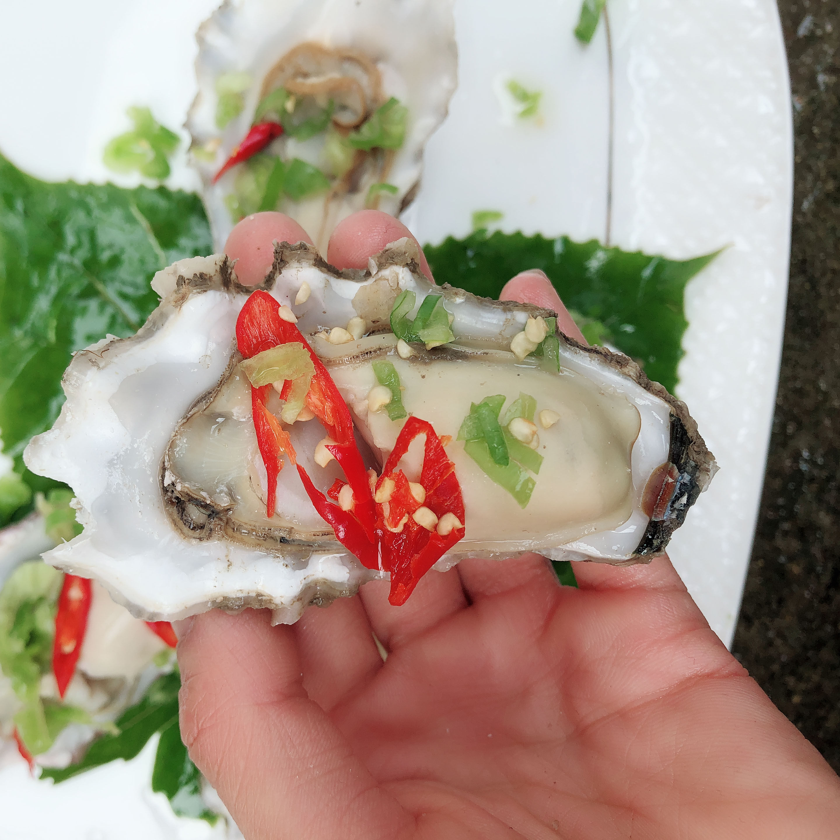 生蚝带壳大生蚝肉海鲜鲜活乳山野生牡蛎新鲜海生蚝