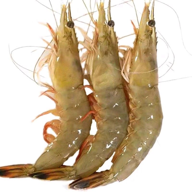 国产海捕大虾鲜活超大海虾明虾1500g涠洲岛海鲜冻斑节虾对虾白虾