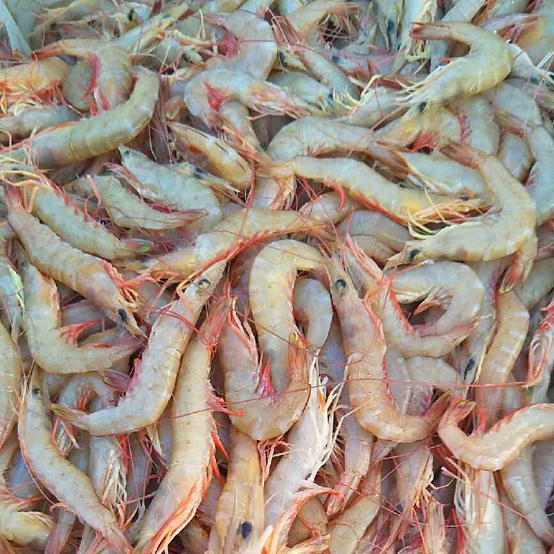 活虾现烤海虾即食甜虾30只涠洲岛海大虾网红虾干