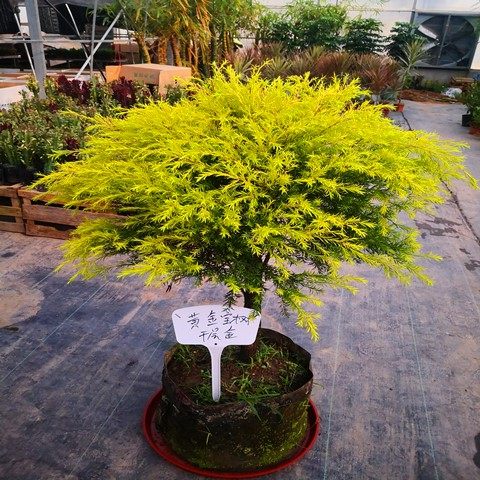 造型盆景黄金松金松花卉盆栽绿植办公室客厅桌面时令草本花卉