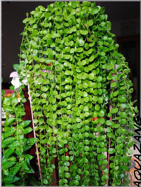 百万万心吊兰盆栽多肉室内长藤垂吊情人泪耐绿植